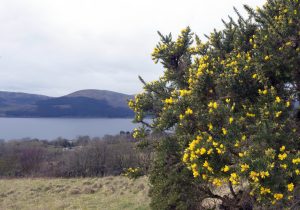 A Scottish highland landscape with flowering gorse to the fore against a mountain and loch backdrop. Rain is coming!